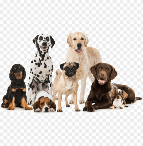 roup of dogs Isolated Item in Transparent PNG Format