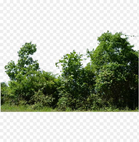 row of trees PNG graphics with clear alpha channel broad selection