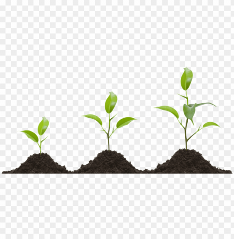 Row Image - Plant Growing Transparent Isolated Illustration With Clear Background PNG