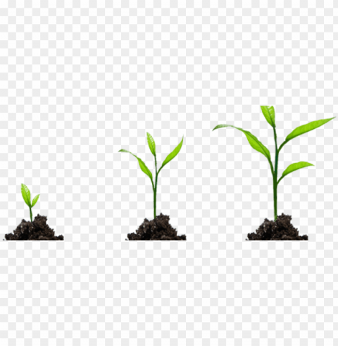 rowth image with - small plant growing Isolated Design in Transparent Background PNG