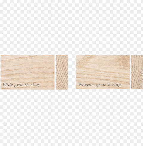 rowth ring - wood PNG files with no background bundle