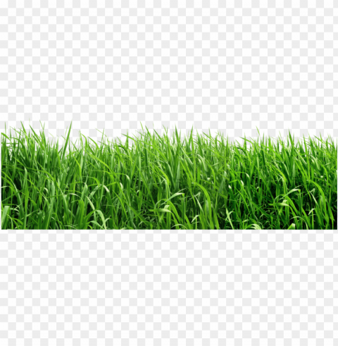 Green grass on a Transparent background PNG images complete pack