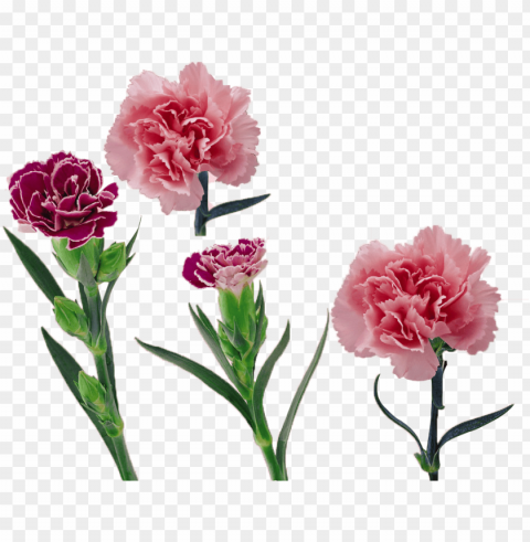 royalty free library carnation vector flower - 康乃馨 Transparent Background Isolated PNG Design Element