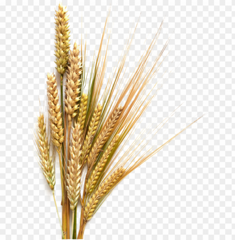 royalty free sheaf of wheat clip art vector images - transparent grains Isolated Graphic on Clear Background PNG