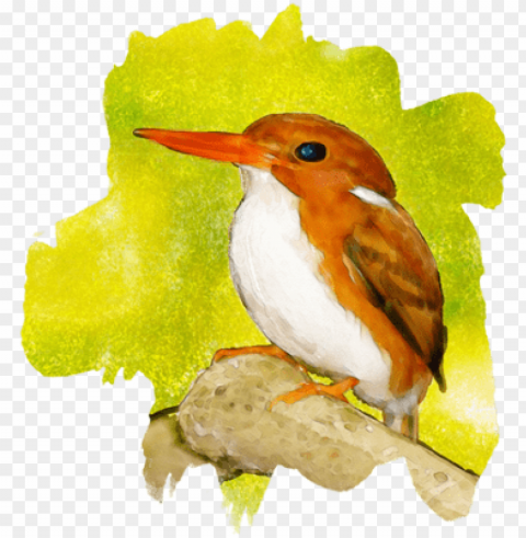 rufous hummingbird Isolated Icon in Transparent PNG Format
