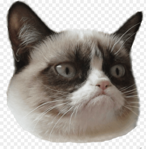 rumpy cat head right - grumpy cat with hat Transparent Background Isolation in PNG Image