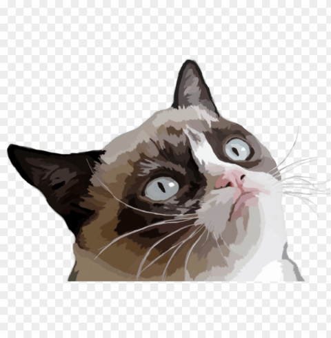 rumpy cat vector illustration - grumpy cat evil cat meme PNG Image with Isolated Element