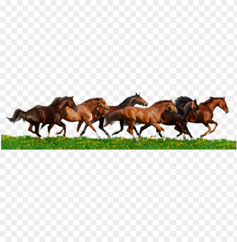 running horse - herd of horses clipart HighQuality PNG Isolated Illustration