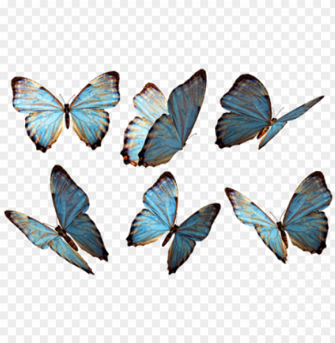 rupo de mariposas azules - imagenes de mariposas PNG transparent graphic