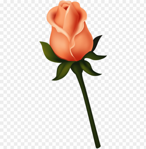 ruže category - rose bud clip art Isolated Item on Clear Transparent PNG