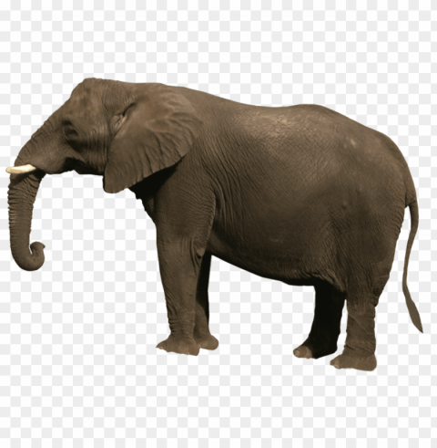 s of animals PNG Image with Clear Background Isolated