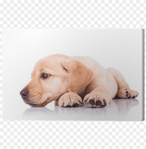 sad little labrador retriever puppy dog with head on - puppy head in paws Clear Background Isolated PNG Icon