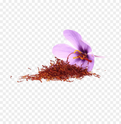 Saffron Download Saffron زعفران صور Saffron Isolated Graphic on Transparent PNG