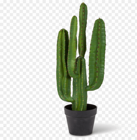saguaro cactus pic - saguaro cactus Transparent PNG pictures for editing PNG transparent with Clear Background ID 0ae0ba55