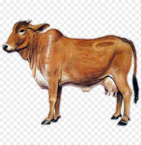sahiwal cow image - a2 milk cow Free PNG download