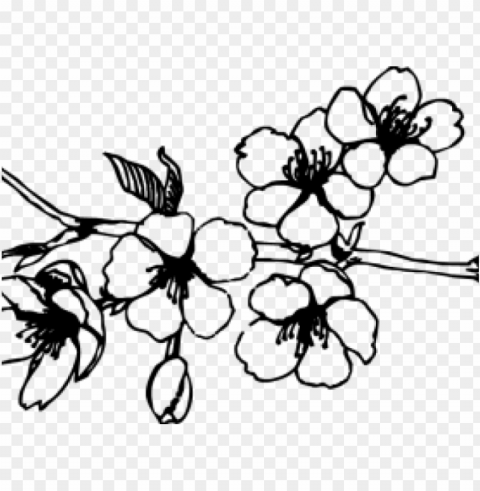 sakura clipart japanese flower - cherry blossom PNG transparent images for social media