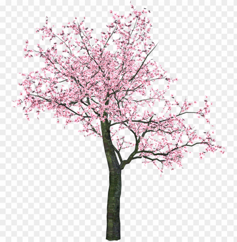 sakura - spring tree clip art PNG photo without watermark