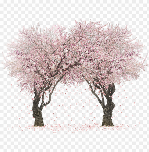 sakura trees by rosemoji on deviantart svg - sakura tree wallapper Transparent Background PNG Isolation