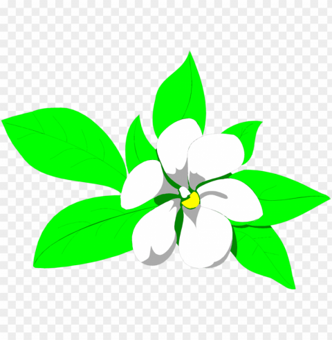 sampaguita drawing at getdrawings - jasmine flower clipart PNG images for mockups