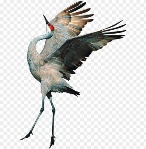 sandhill crane clipart transparent - transparent background crane bird Free PNG file