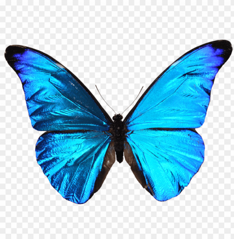 sapitos design blue butterfly mariposa azul - leyenda de la mariposa azul PNG with transparent backdrop
