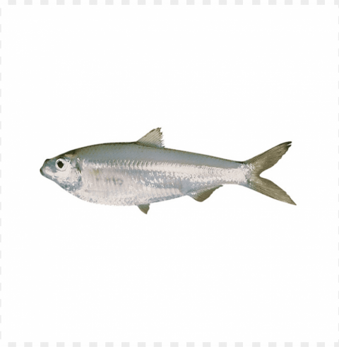 Sardine Sardine Fish Download Sardine images Isolated Element with Transparent PNG Background images Background - image ID is ce7ca394