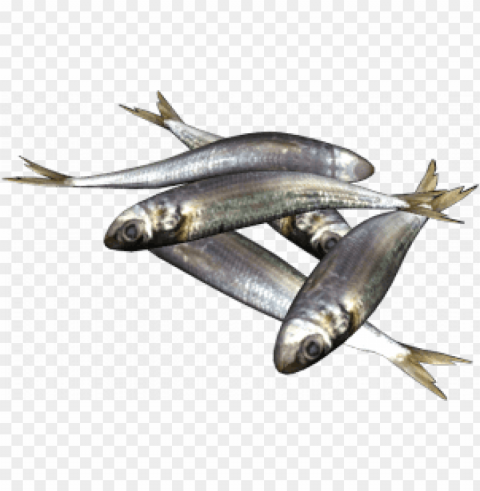 Sardine Sardine Fish Download Sardine images Isolated Graphic in Transparent PNG Format