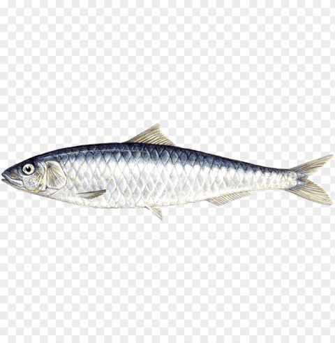Sardine Sardine Fish Download Sardine images Isolated Graphic on Clear Background PNG