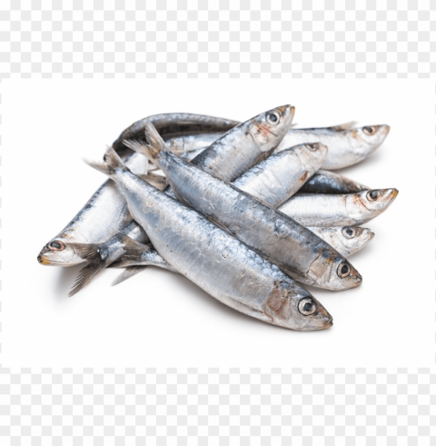 Sardine Sardine Fish Download Sardine Images Isolated Graphic On Clear PNG