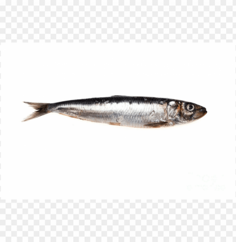 Sardine Sardine Fish Download Sardine images Isolated Graphic on Clear Transparent PNG