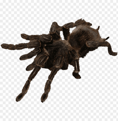 saturday 28&29th feb 2020 11-4pm - tarantula Isolated Artwork with Clear Background in PNG