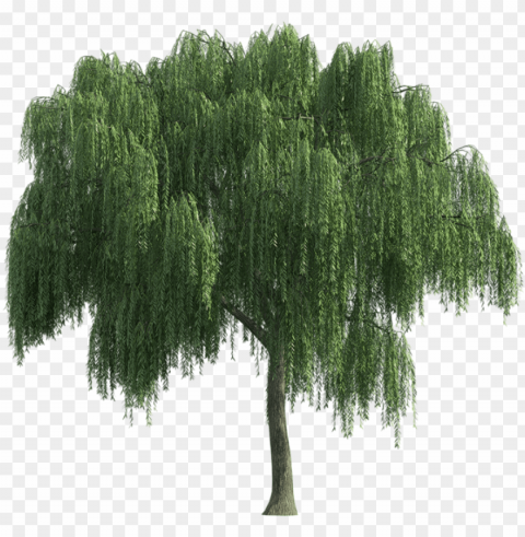 sauce lloron tree render landscape sketch landscape - weeping willow no background PNG images without restrictions