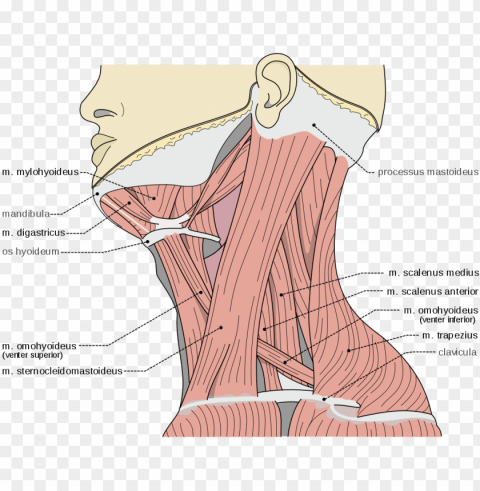 scalene muscles scalene muscles - m digastricus venter posterior Transparent PNG Isolated Graphic Design