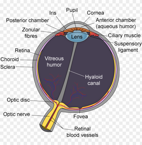 schematic diagram of the human eye en PNG Graphic Isolated on Clear Background