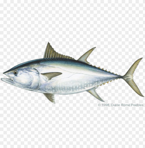 scombridae family - big eye tuna PNG transparent images bulk