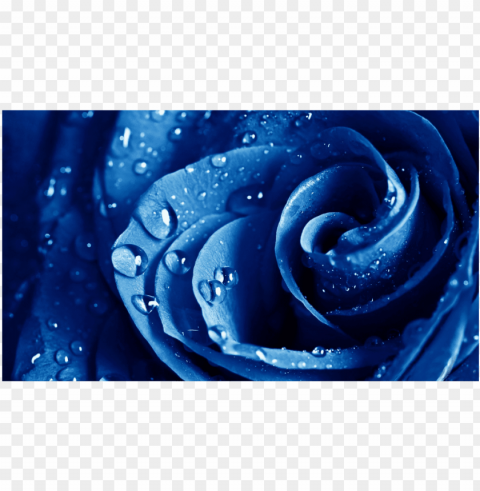 score 50% - rose with water drops on black background PNG images with no limitations