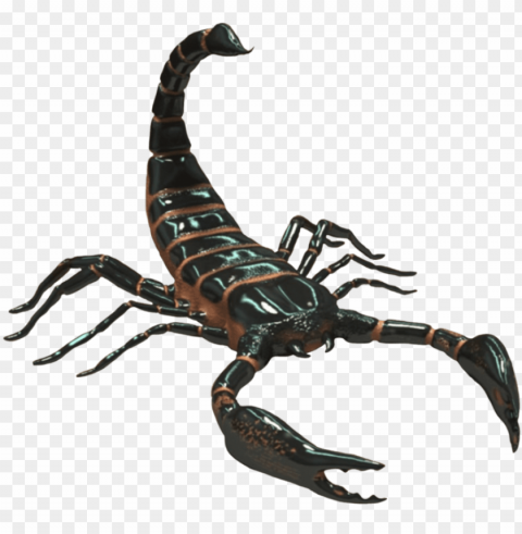 scorpio photo - scorpion animal Isolated Design Element in HighQuality Transparent PNG
