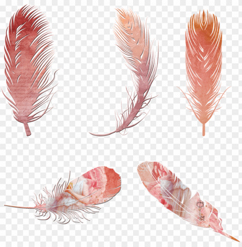 scrapbooking feathers elements arrow bohemian - feathers jpg free clipart PNG high quality