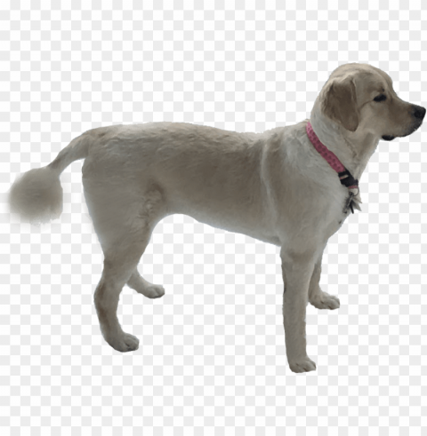 scylla byrge scylla byrge scyllabyrge golden retriever - do Isolated Design Element in Clear Transparent PNG
