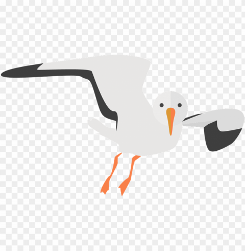 sea-bird clipart - seagull clipart Isolated PNG on Transparent Background