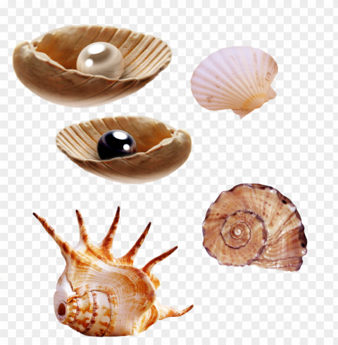 sea creatures by pngimagesfree - clip art for sea creatures HighResolution Transparent PNG Isolated Element
