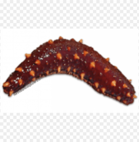 sea cucumber HighQuality Transparent PNG Isolated Artwork