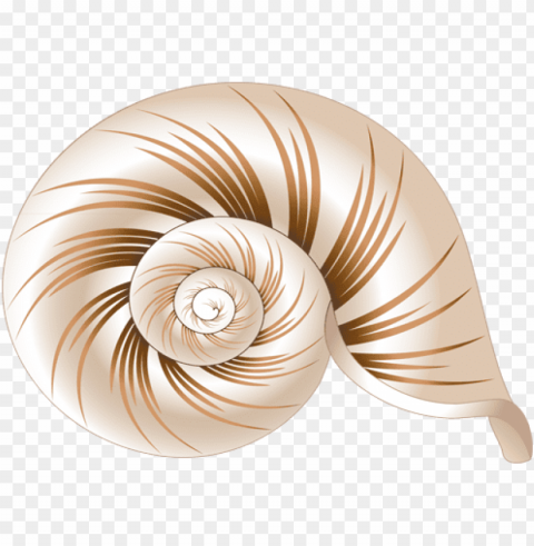 sea shell coloring book Clear image PNG