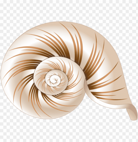 Sea Shell Coloring Book Clear Image PNG