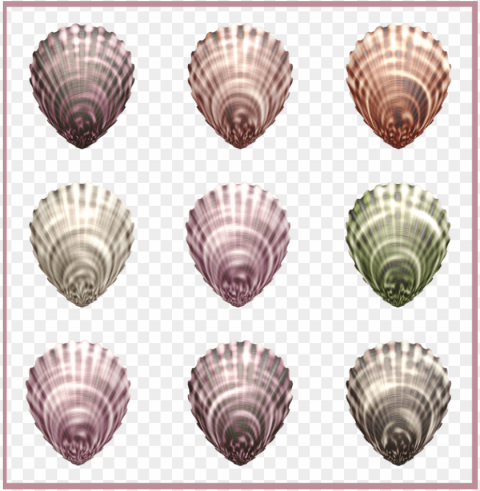 sea shells - shell PNG transparent photos for design
