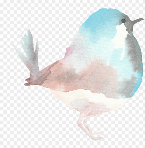 seabird Isolated Graphic on Clear Transparent PNG