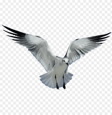 seagull transparent PNG with no background free download