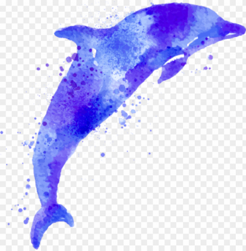 see the formations - common bottlenose dolphi Isolated Subject in Transparent PNG Format