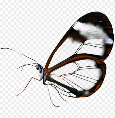 semi transparent glasswing butterfly made by totally - poster PNG transparency