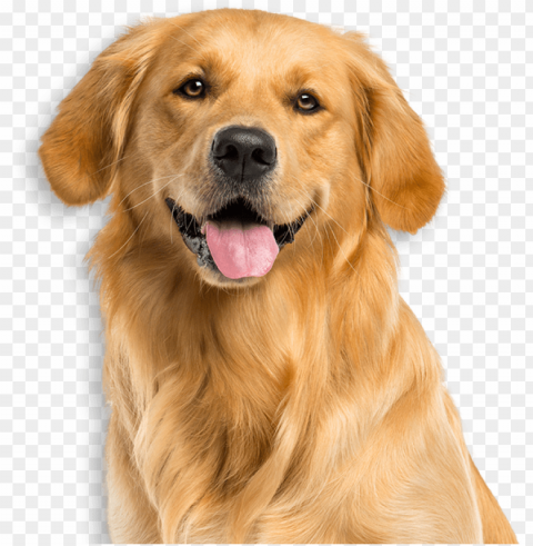 service dogs tv-pg - dog pictures white background PNG files with alpha channel assortment
